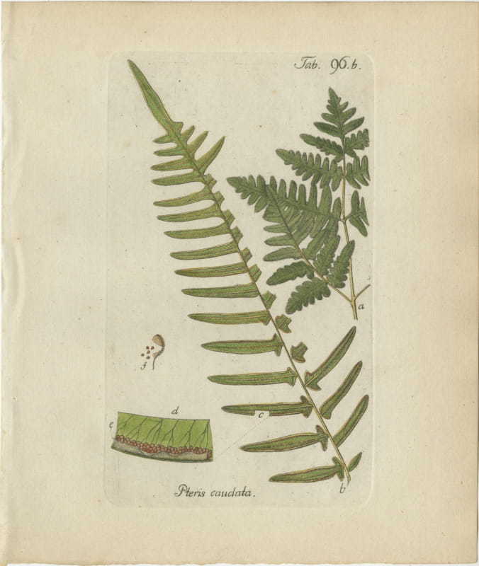 Antique Hand-Colored Fern Engraving by Schkuhr, Pteris caudata, 1806-1809