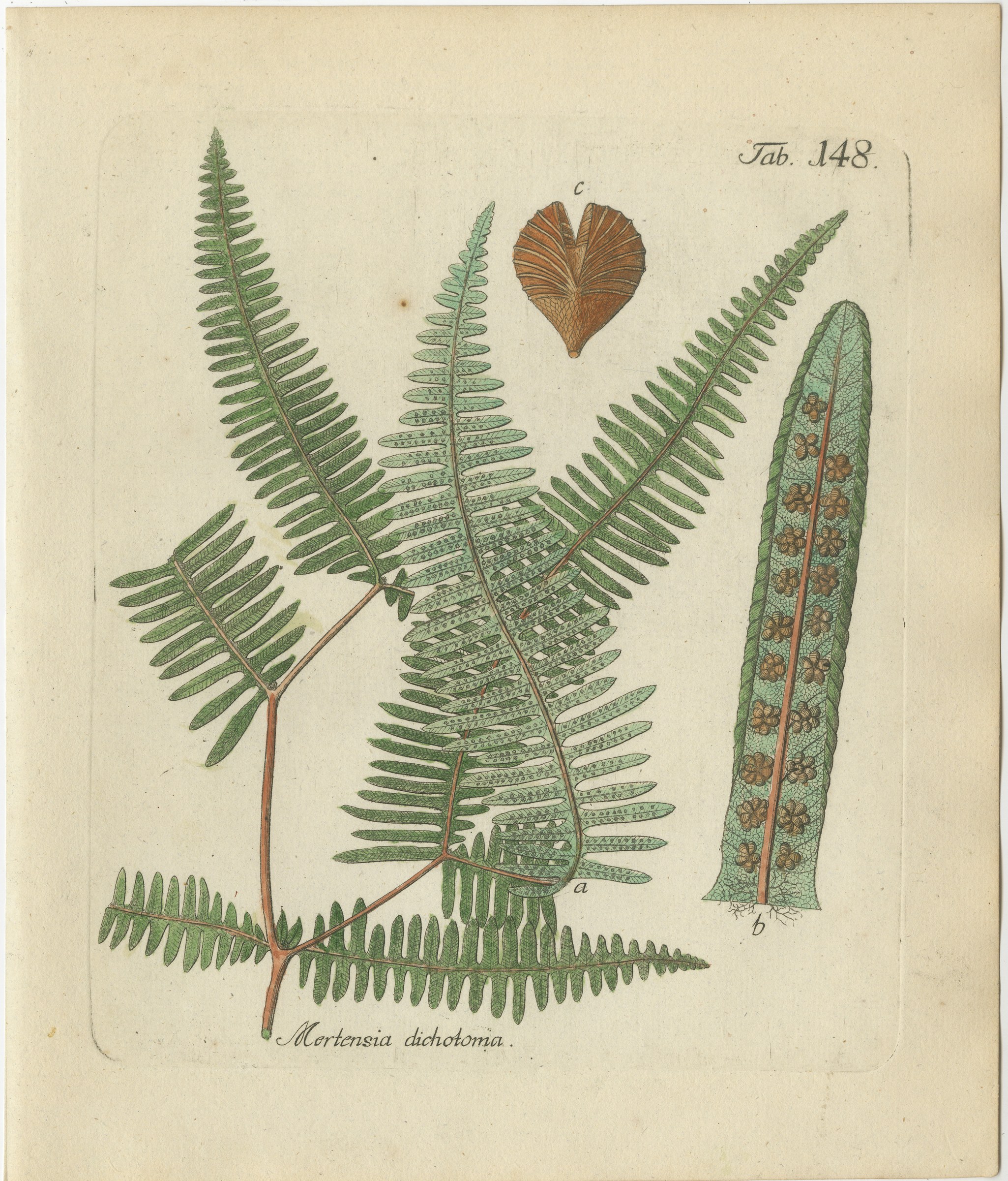 Decorative 19th Century Hand-Colored Fern Print, Mertensia dichotoma, 1806-1809