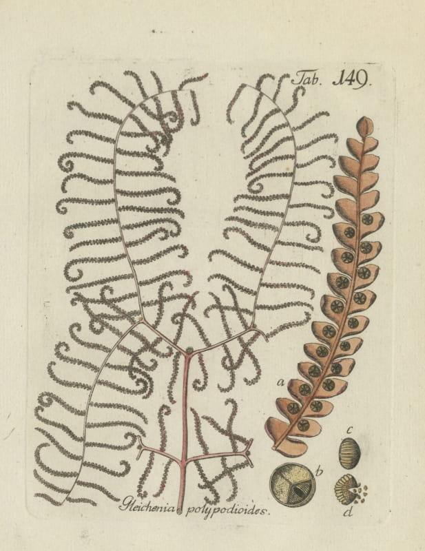 Original Antique Hand-Colored Fern Engraving by Schkuhr, Coral Fern, 1806-1809