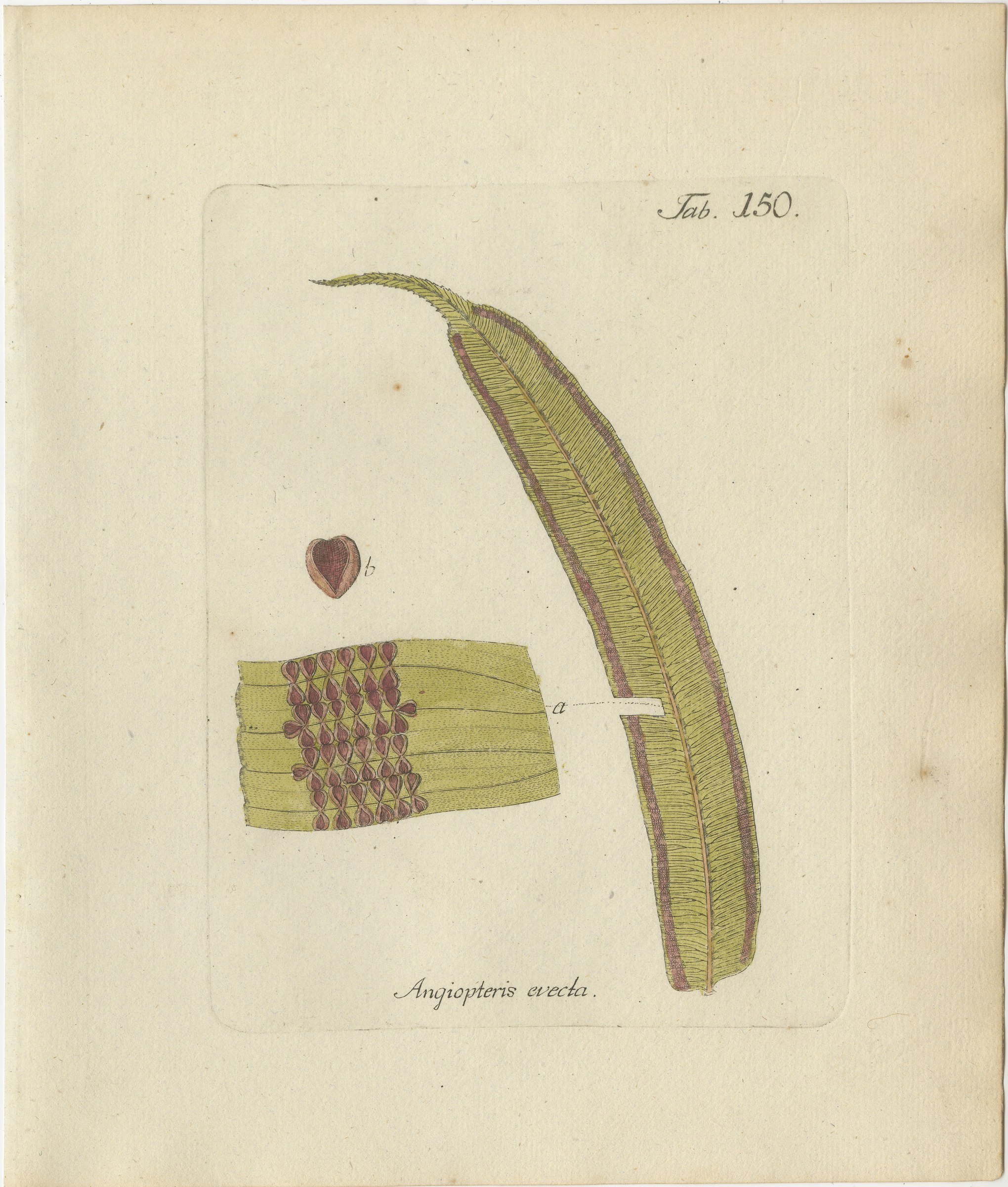 Elegant Antique Hand-Colored Botanical Fern Print, Angiopteris evecta, 1806-1809