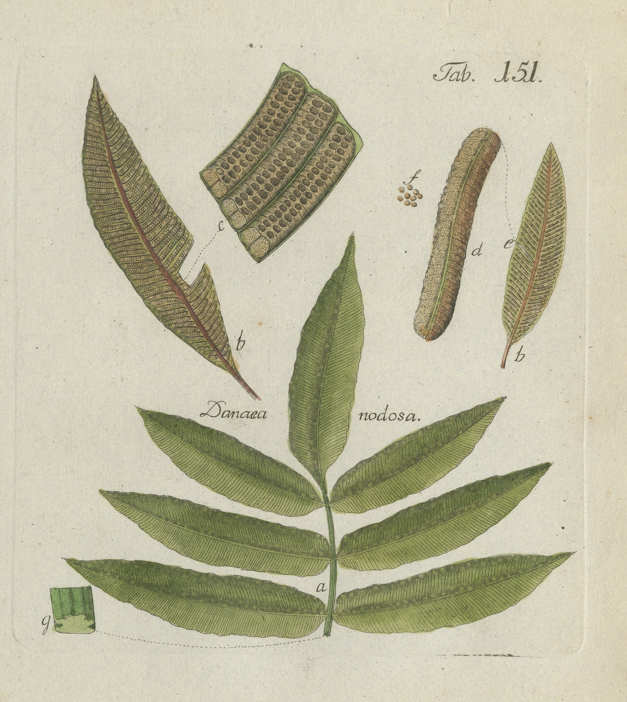 Original Antique Hand-Colored Botanical Fern Engraving, Danaea nodosa, 1806-1809