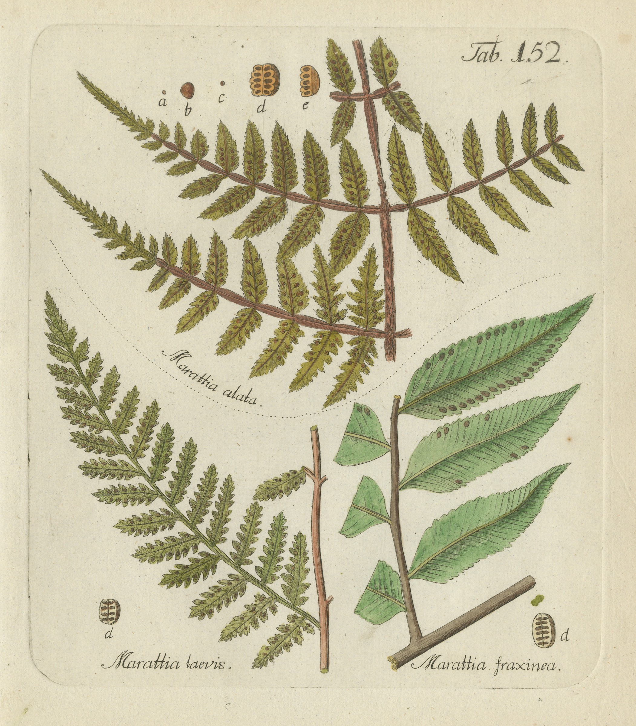 Decorative 19th Century Hand-Colored Fern Engraving, Marattia laevis, 1806-1809