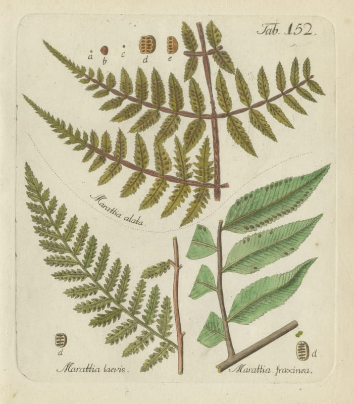 Decorative 19th Century Hand-Colored Fern Engraving, Marattia laevis, 1806-1809
