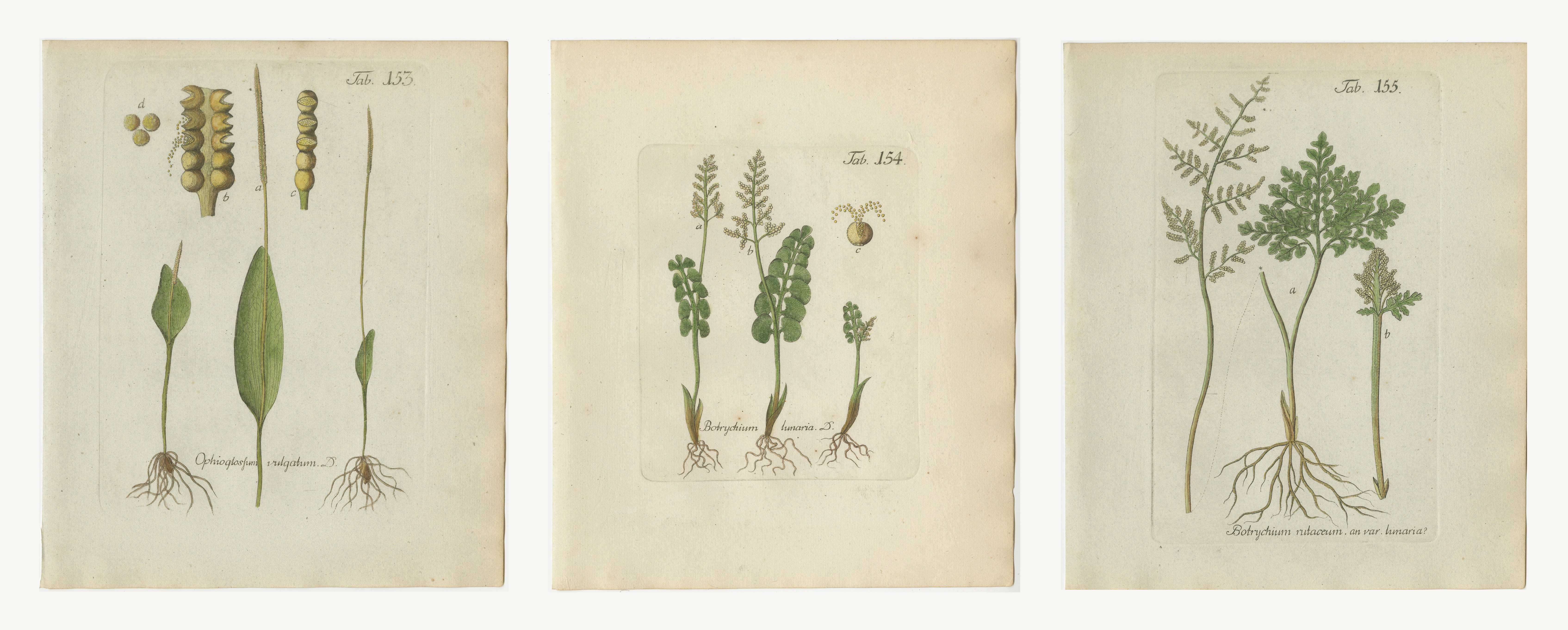 Set of 3 Hand-Colored Fern Engravings, Adder's Tongue and Moonwort, 1806-1809
