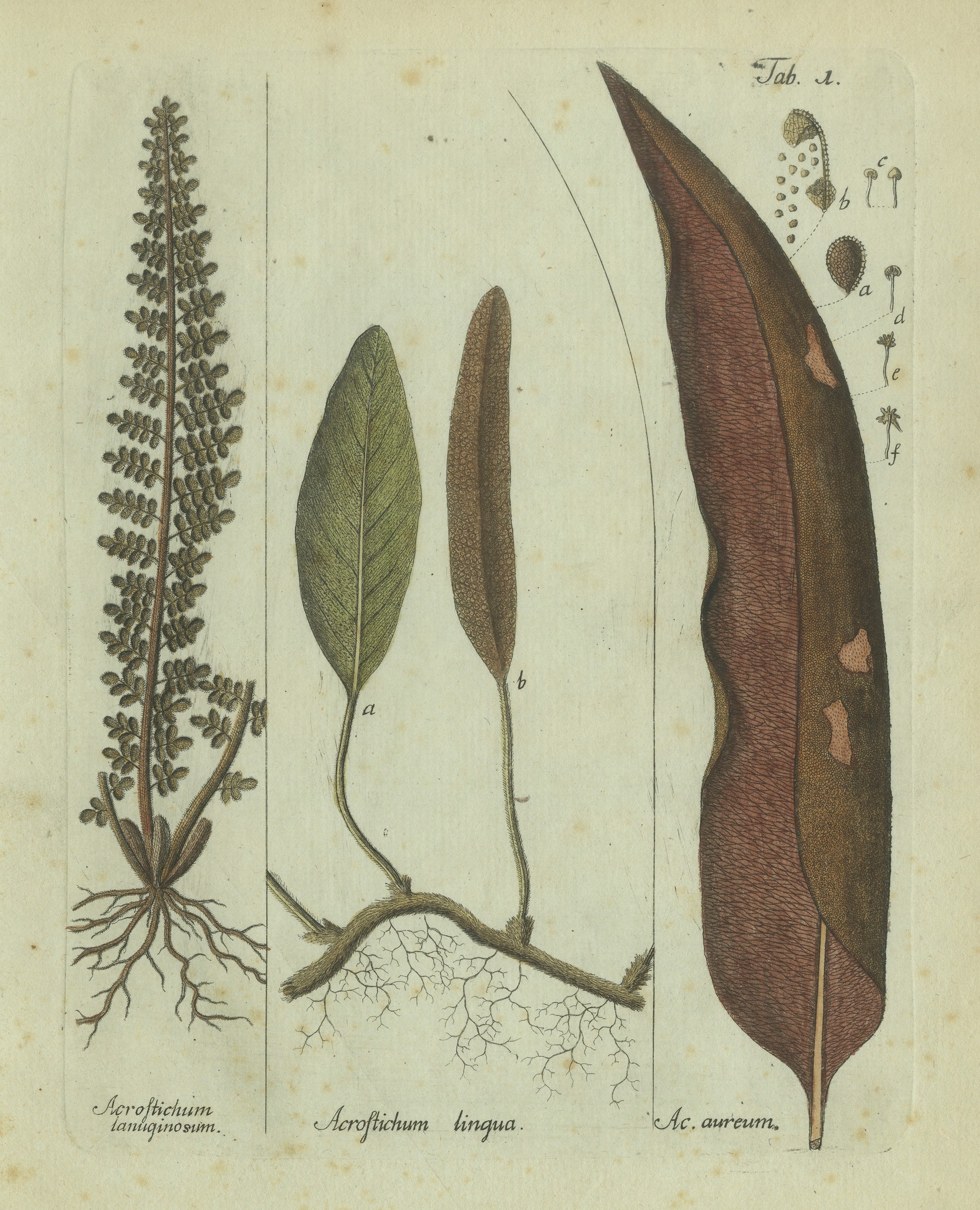 Original Antique Hand-Colored Fern Engraving, Golden Leather Fern, 1806-1809