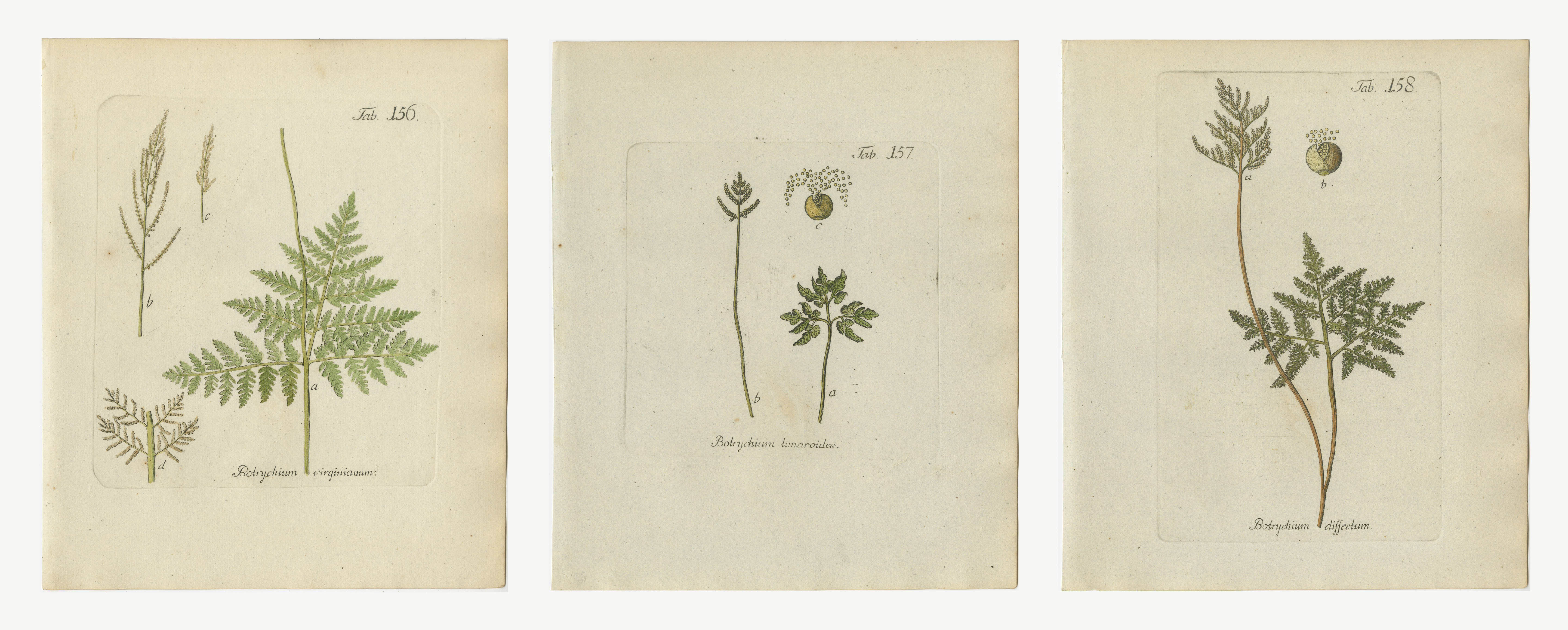Set of 3 Elegant Antique Hand-Colored Fern Prints, Botrychium, 1806-1809
