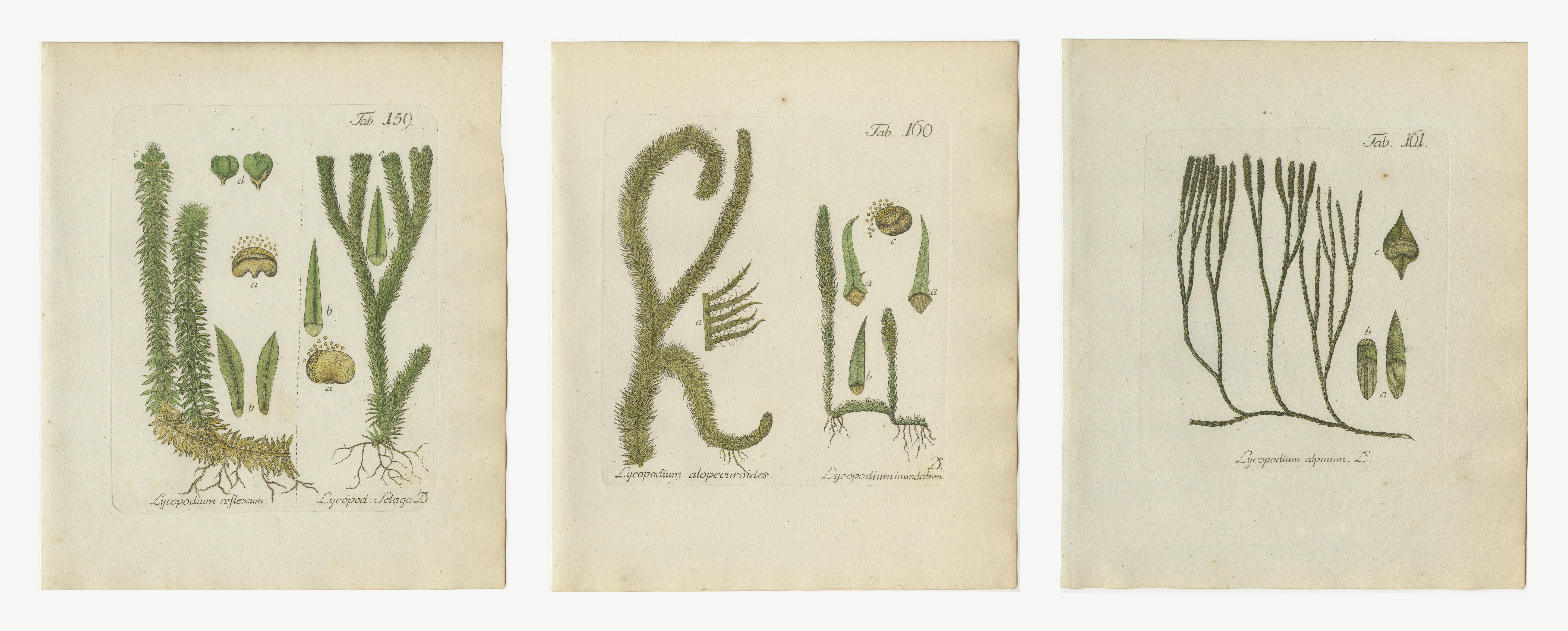 Set of 3 Hand-Colored Club Moss Engravings, Fir, Marsh and Alpine, 1806-1809