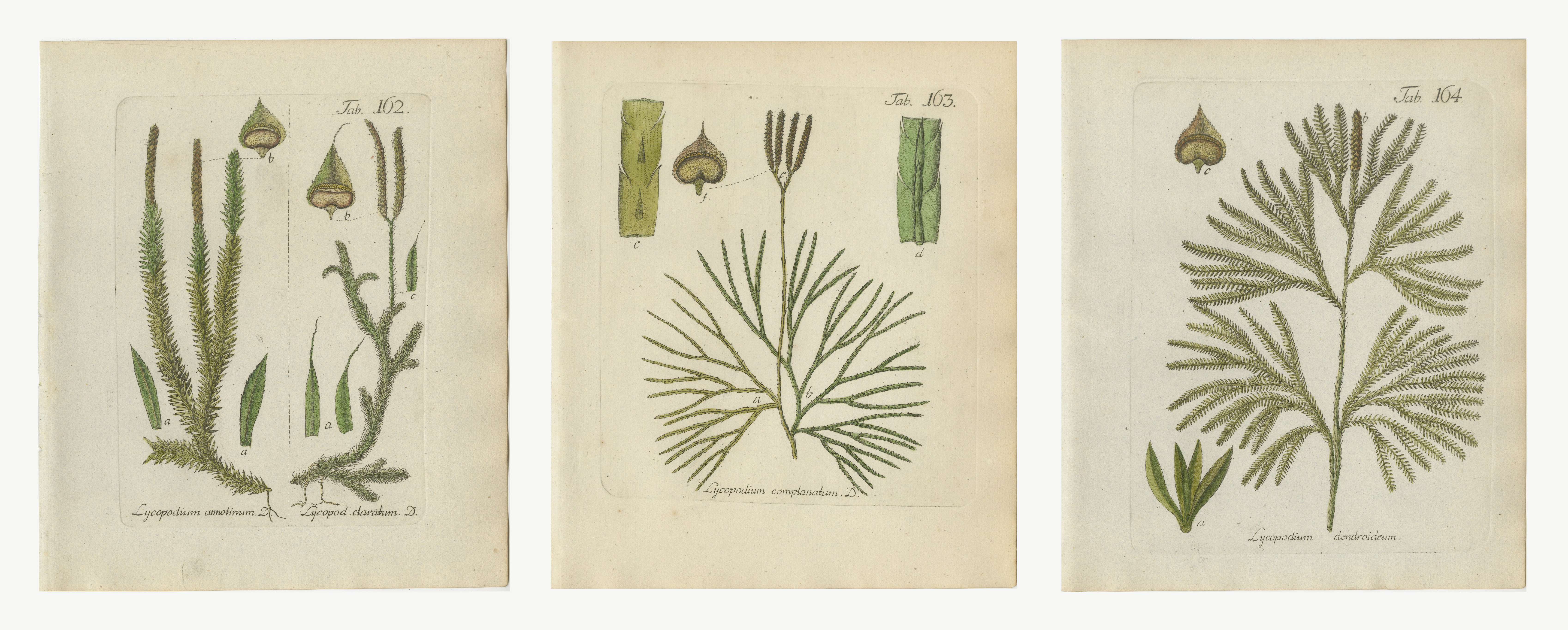 Set of 3 Antique Hand-Colored Club Moss Prints, Stag's Horn and Tree, 1806-1809