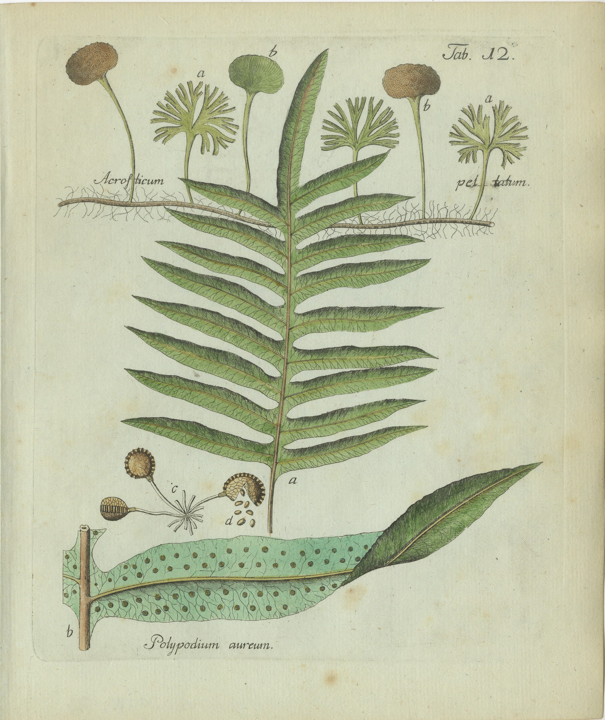 Antique Hand-Colored Fern Engraving by Schkuhr, Golden Polypody, 1806-1809