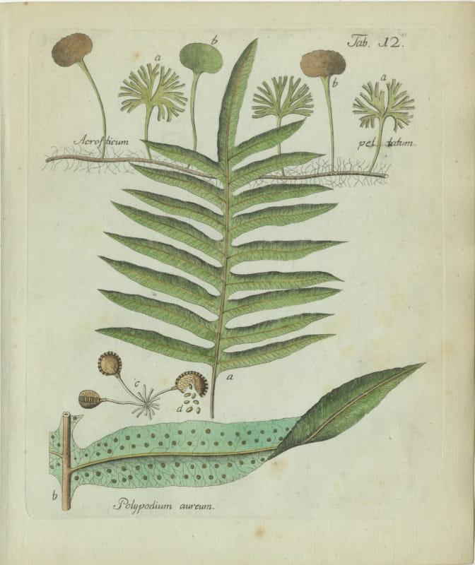 Antique Hand-Colored Fern Engraving by Schkuhr, Golden Polypody, 1806-1809