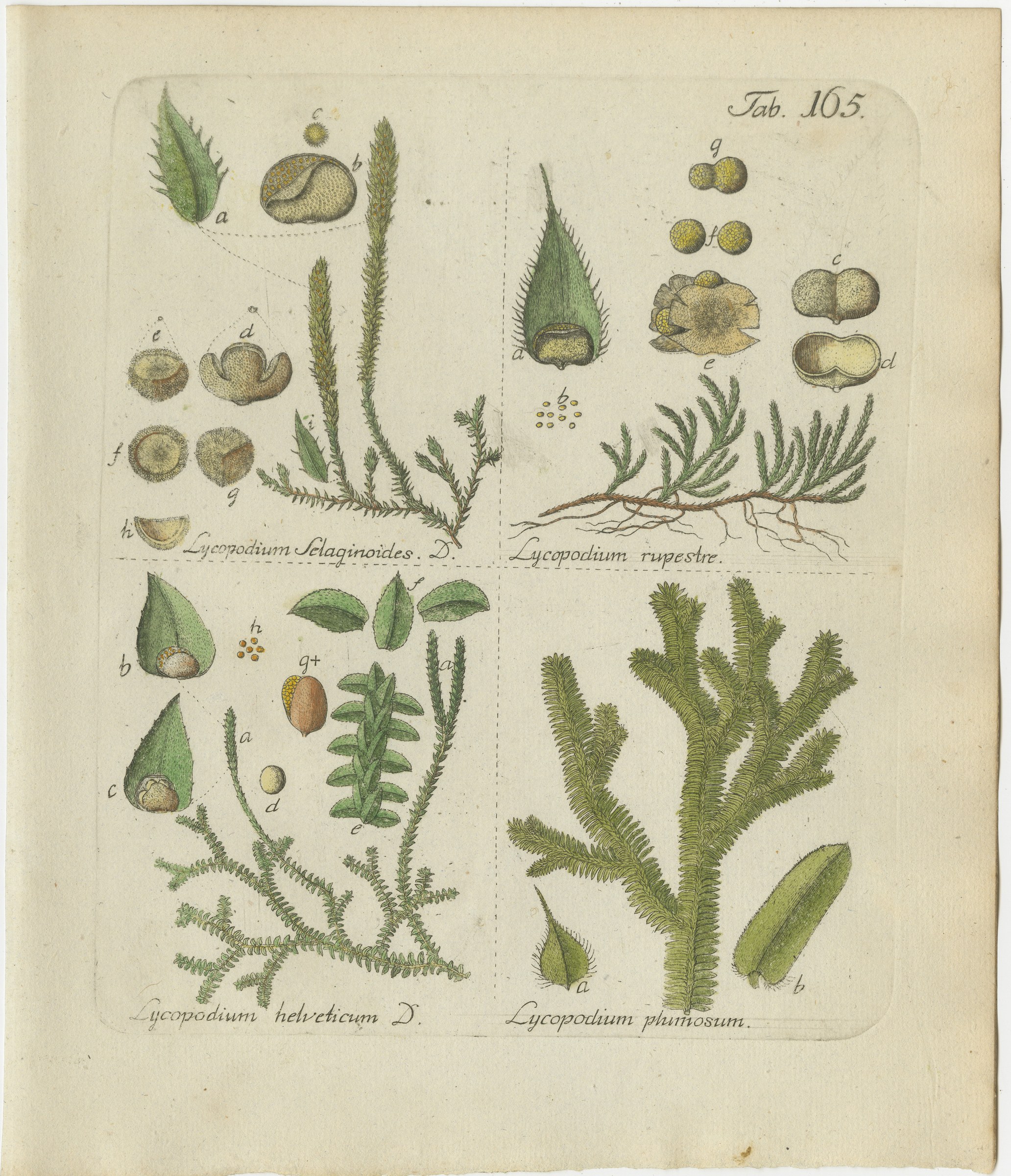 Hand-Colored Club Moss Engraving by Schkuhr, Lycopodium helveticum, 1806-1809