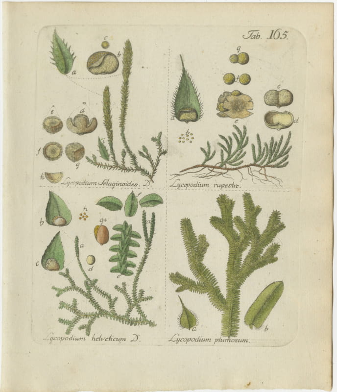 Hand-Colored Club Moss Engraving by Schkuhr, Lycopodium helveticum, 1806-1809