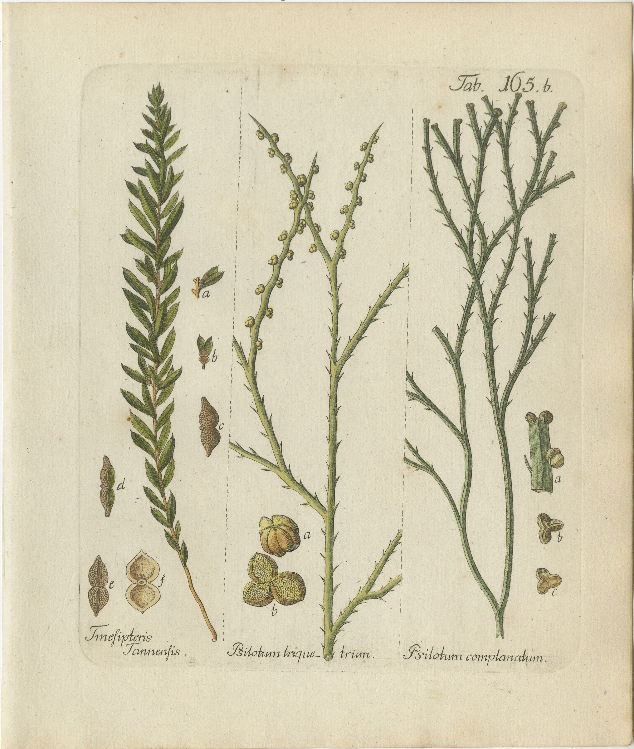 Elegant Antique Hand-Colored Fern Print, Tmesipteris Tannensis, 1806-1809