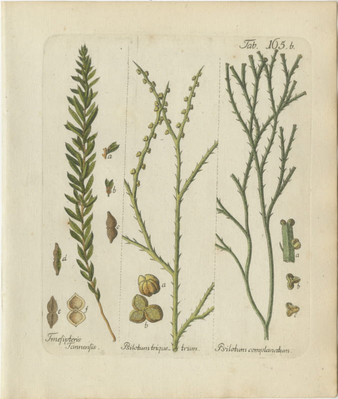 Elegant Antique Hand-Colored Fern Print, Tmesipteris Tannensis, 1806-1809