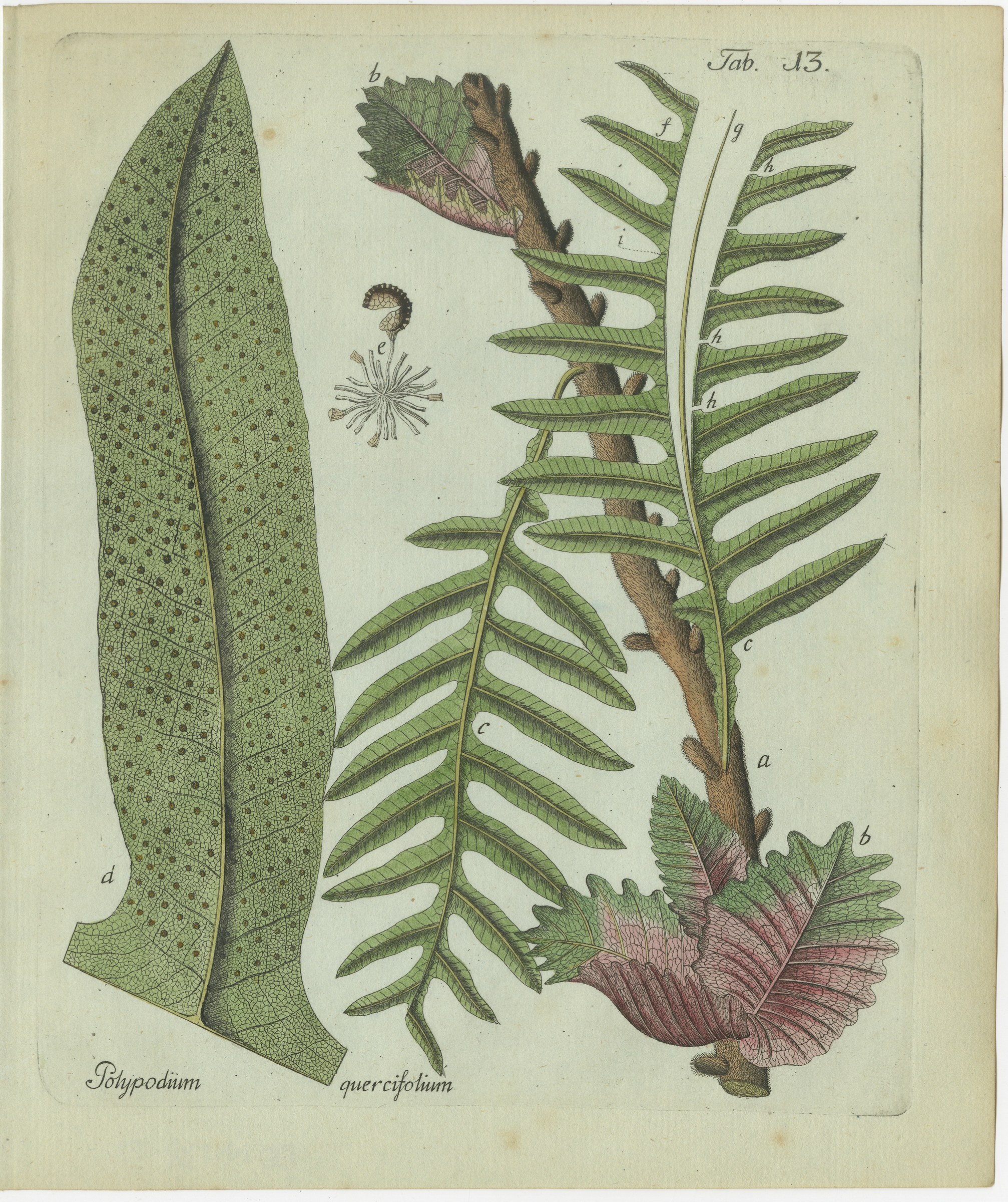 Elegant Antique Hand-Colored Fern Print, Polypodium quercifolium, 1806-1809