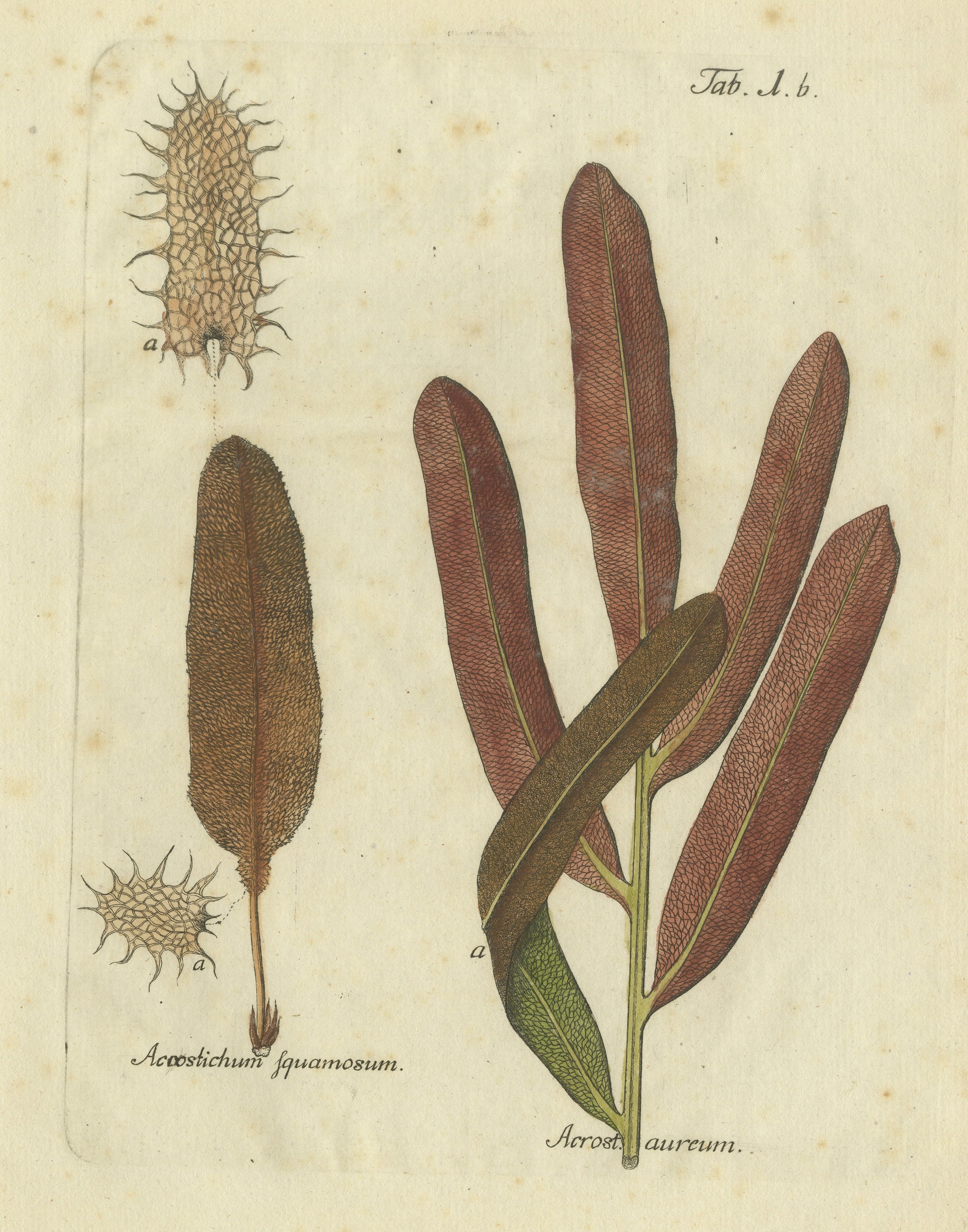 Decorative Hand-Colored Fern Engraving, Acrostichum squamosum, 1806-1809