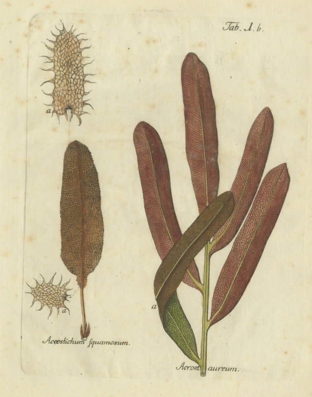 Decorative Hand-Colored Fern Engraving, Acrostichum squamosum, 1806-1809