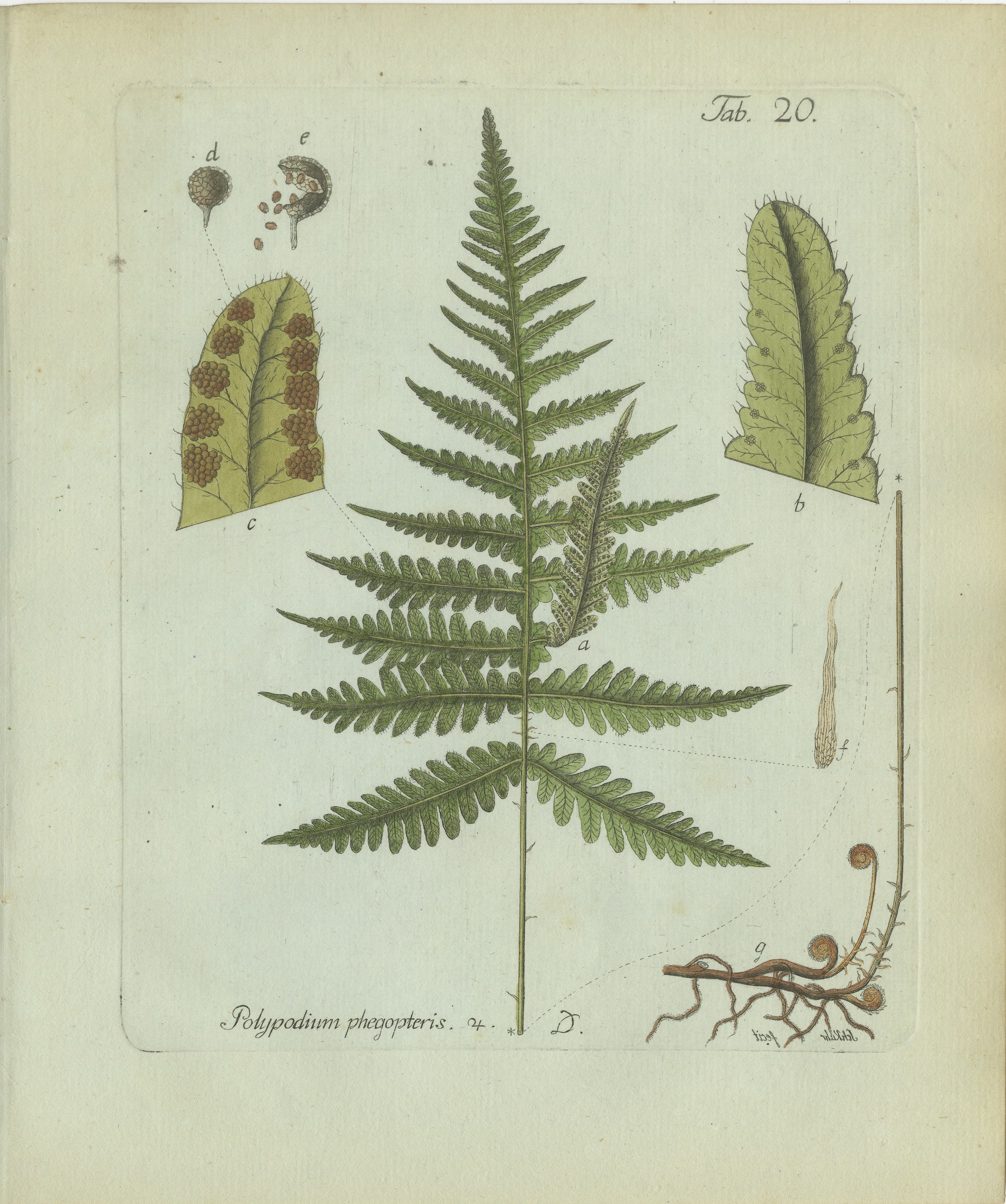 Decorative 19th Century Hand-Colored Fern Engraving, Beech Fern, 1806-1809