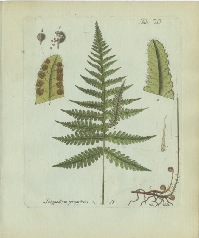 Decorative 19th Century Hand-Colored Fern Engraving, Beech Fern, 1806-1809