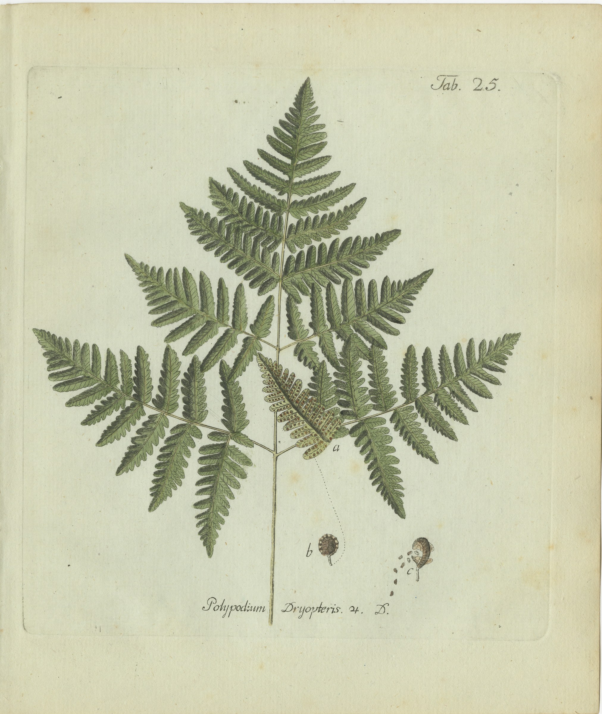 Elegant Antique Hand-Colored Botanical Fern Print, Oak Fern, 1806-1809