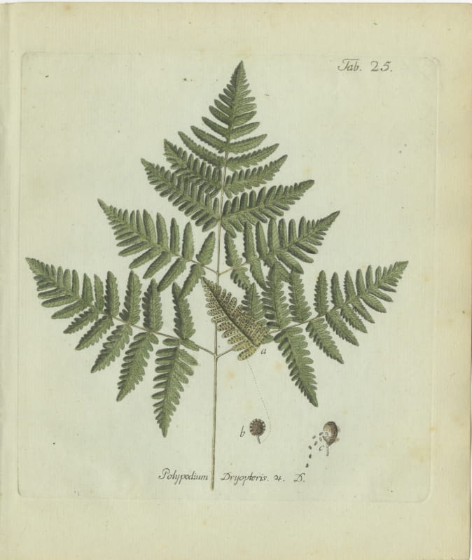 Elegant Antique Hand-Colored Botanical Fern Print, Oak Fern, 1806-1809