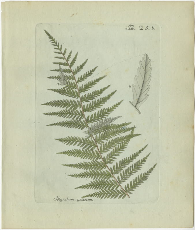 Original Antique Hand-Colored Fern Engraving, Polypodium griseum, 1806-1809