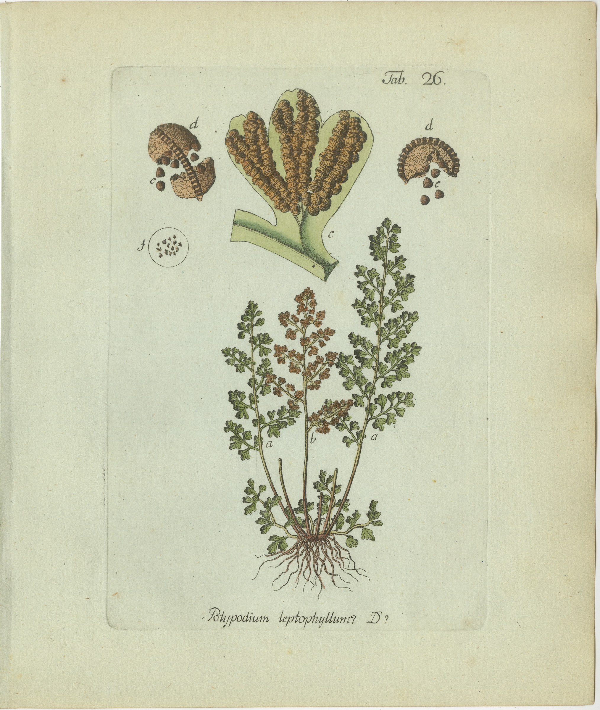 Hand-Colored Fern Engraving by Schkuhr, Polypodium leptophyllum, 1806-1809