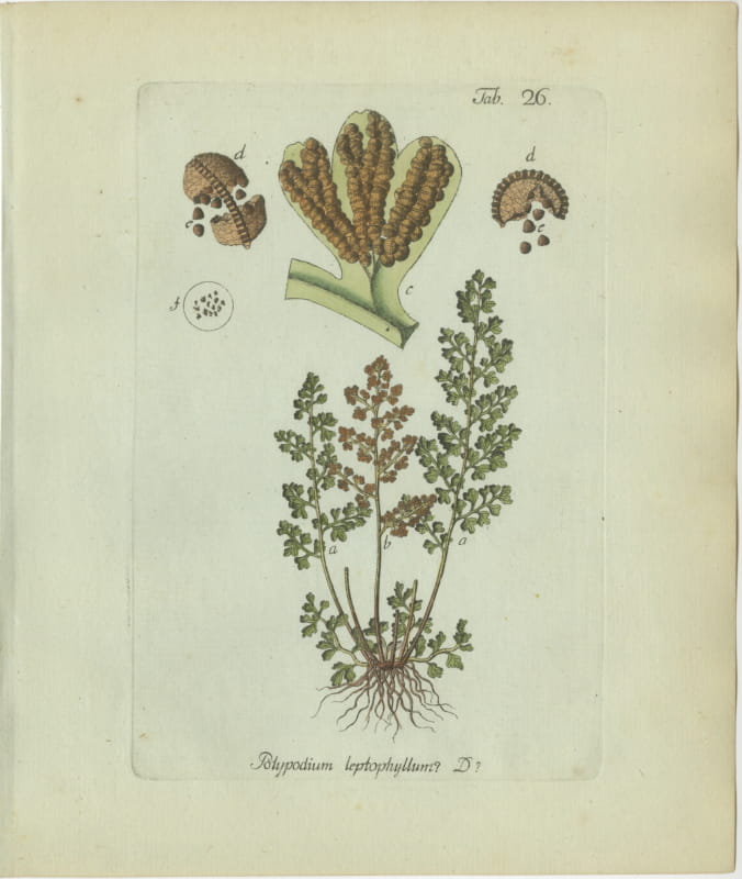 Hand-Colored Fern Engraving by Schkuhr, Polypodium leptophyllum, 1806-1809
