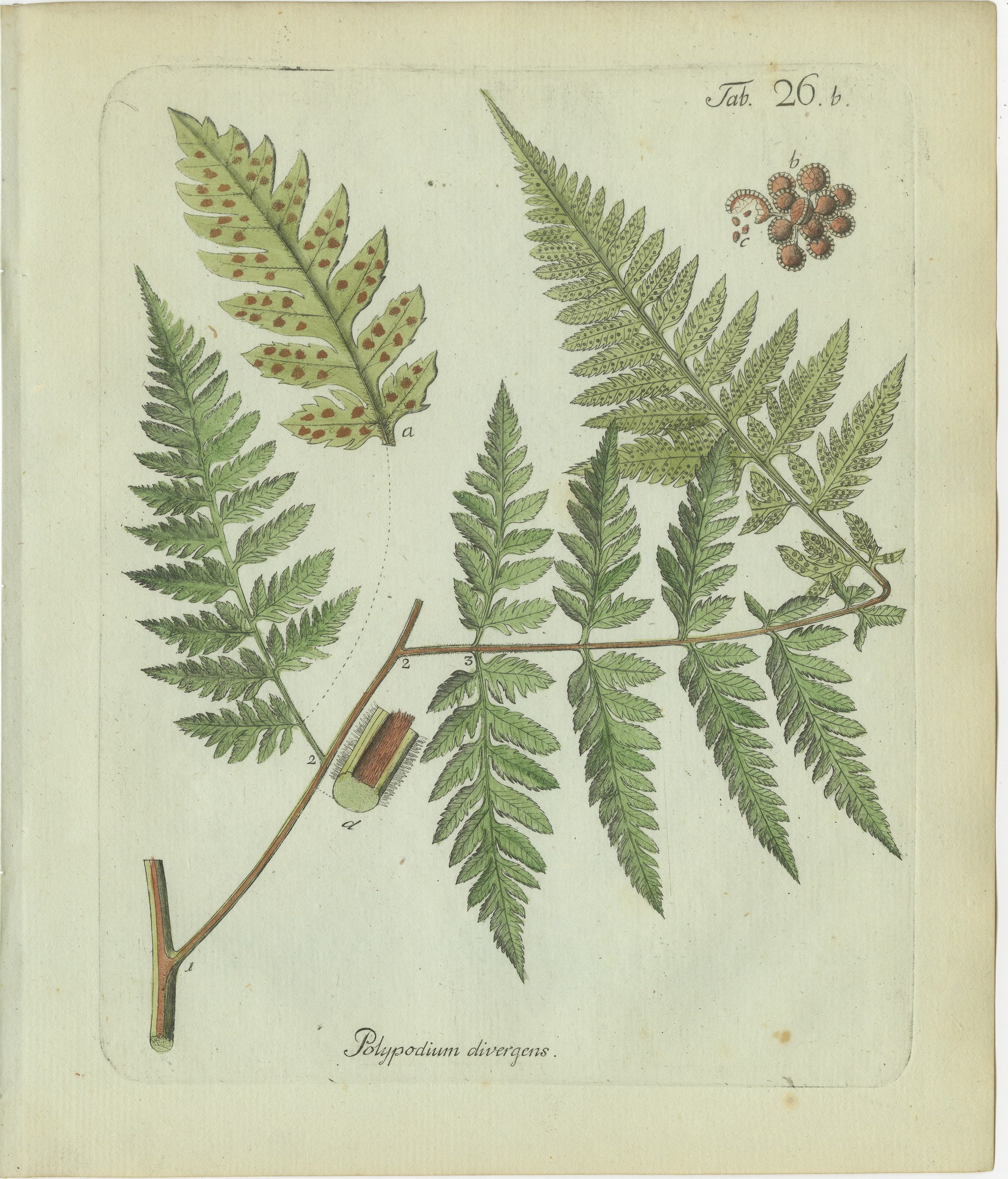 Elegant Antique Hand-Colored Fern Print, Polypodium divergens, 1806-1809