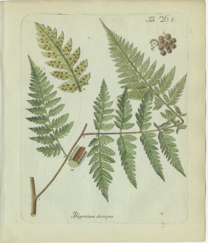 Elegant Antique Hand-Colored Fern Print, Polypodium divergens, 1806-1809