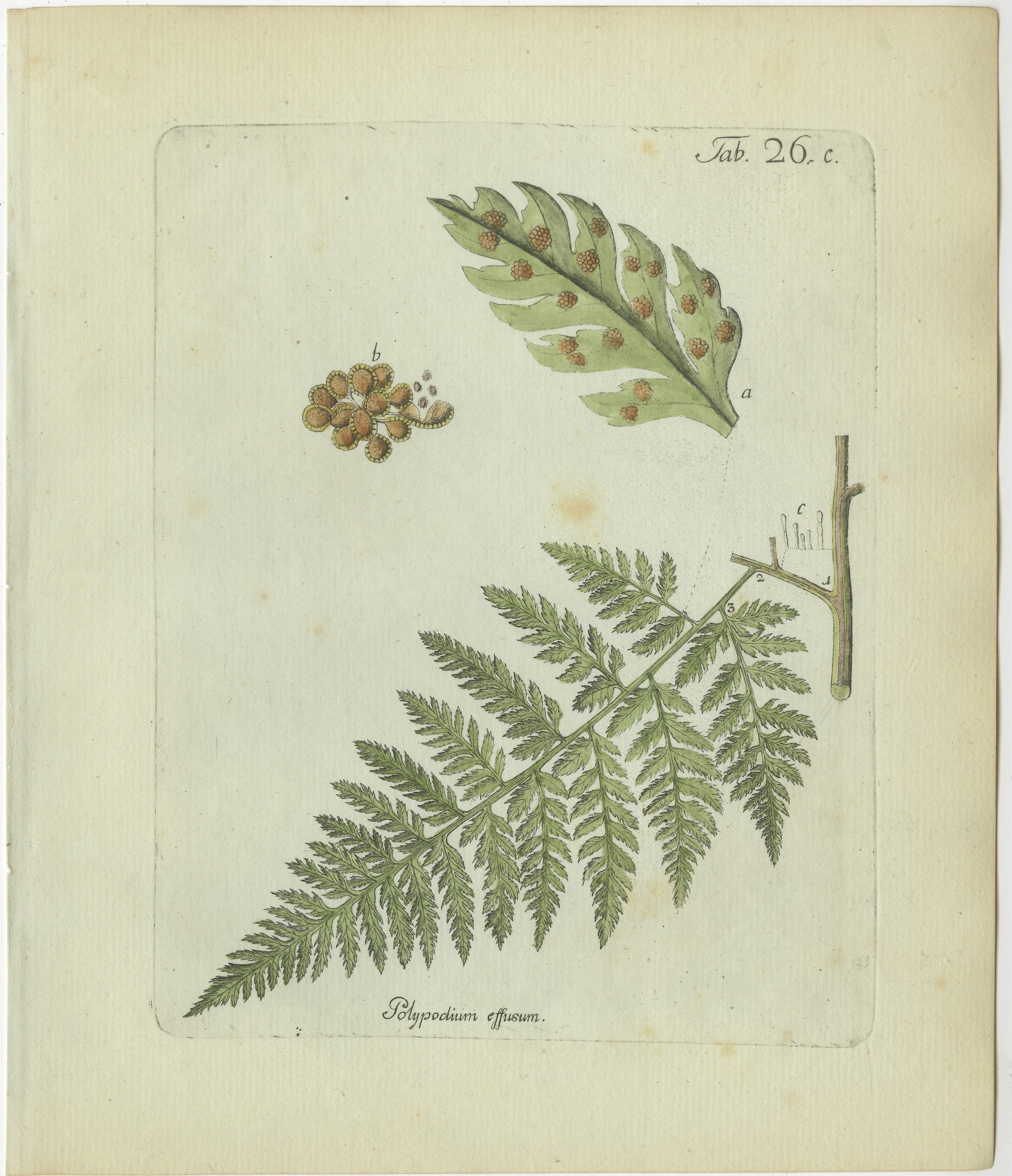 Original Antique Hand-Colored Fern Engraving, Polypodium effusum, 1806-1809