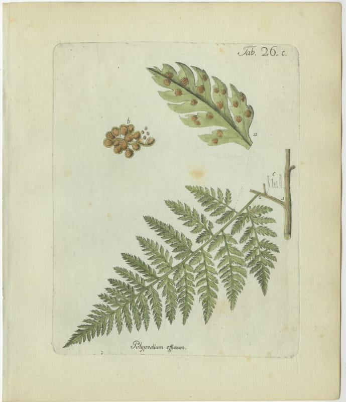 Original Antique Hand-Colored Fern Engraving, Polypodium effusum, 1806-1809