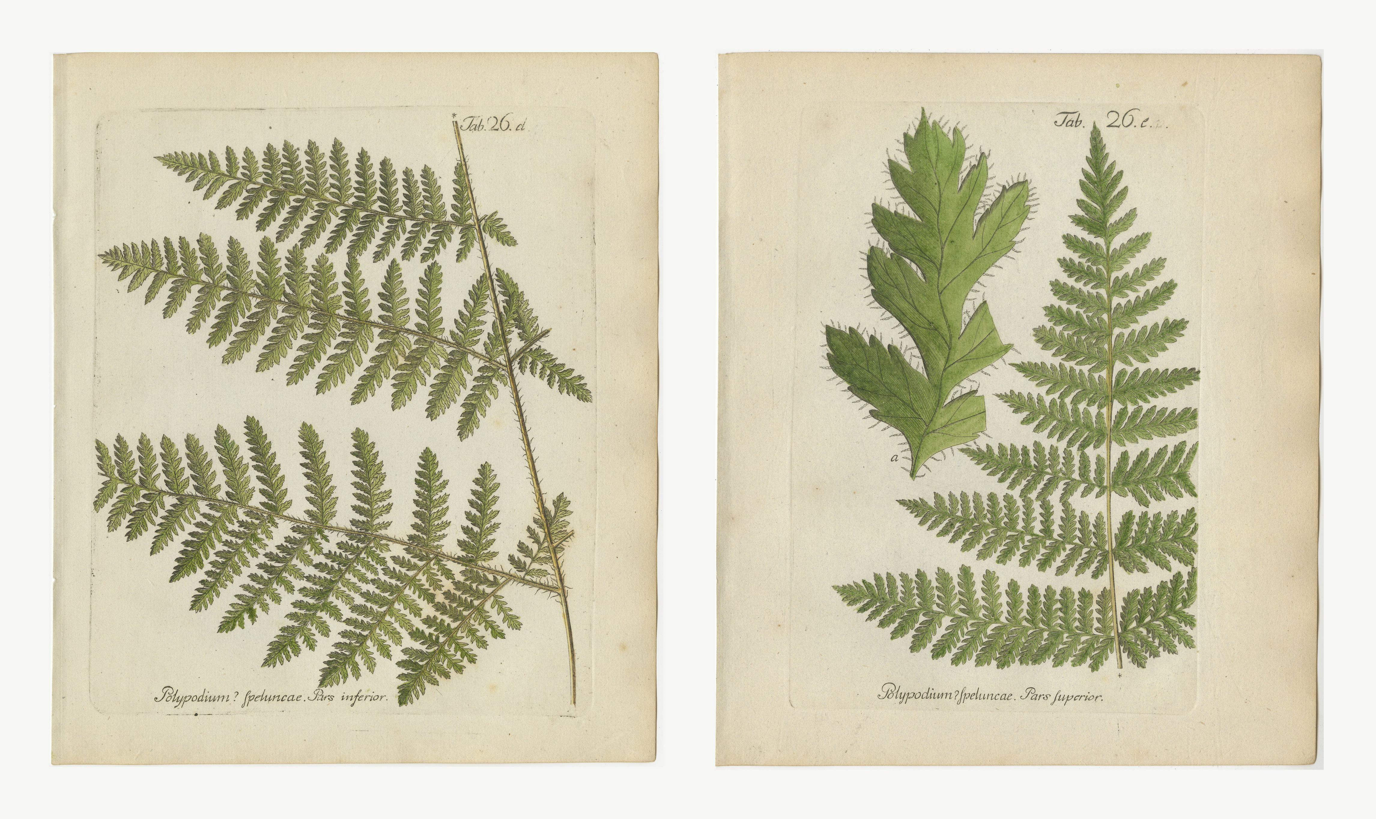 Set of 2 Antique Hand-Colored Fern Prints, Polypodium speluncae, 1806-1809
