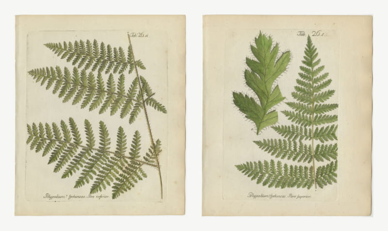 Set of 2 Antique Hand-Colored Fern Prints, Polypodium speluncae, 1806-1809