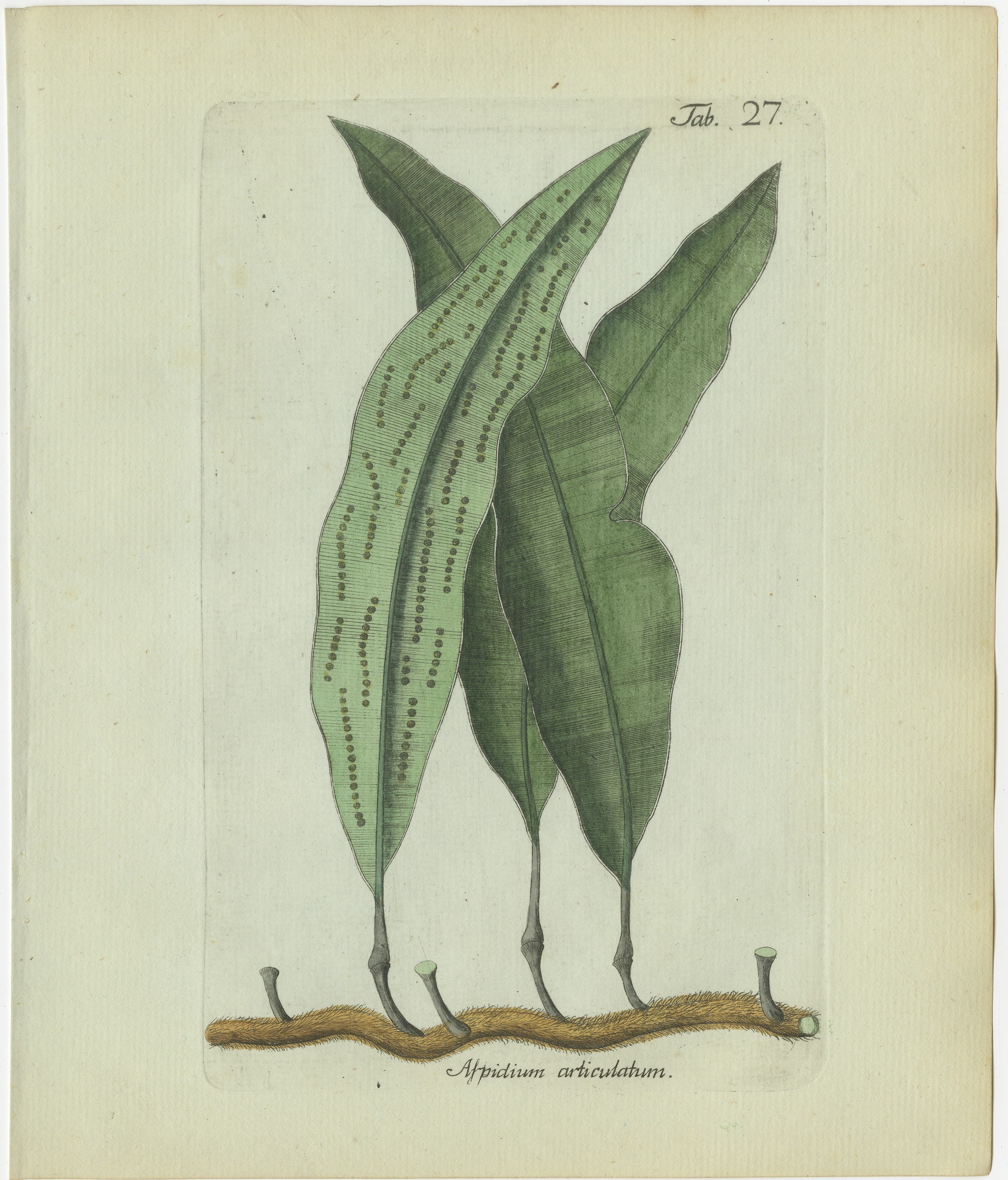 Antique Hand-Colored Fern Engraving by Schkuhr, Aspidium articulatum, 1806-1809