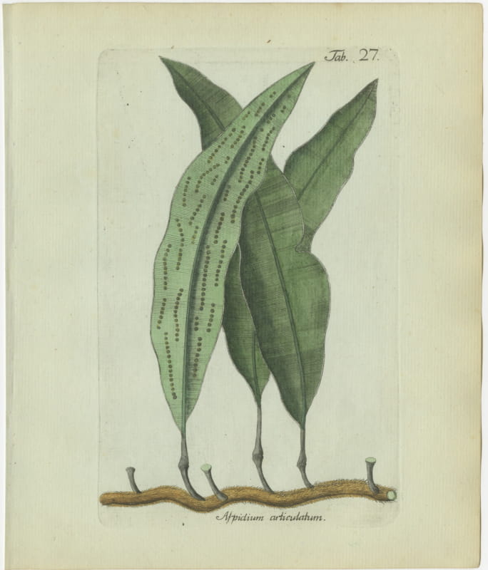 Antique Hand-Colored Fern Engraving by Schkuhr, Aspidium articulatum, 1806-1809