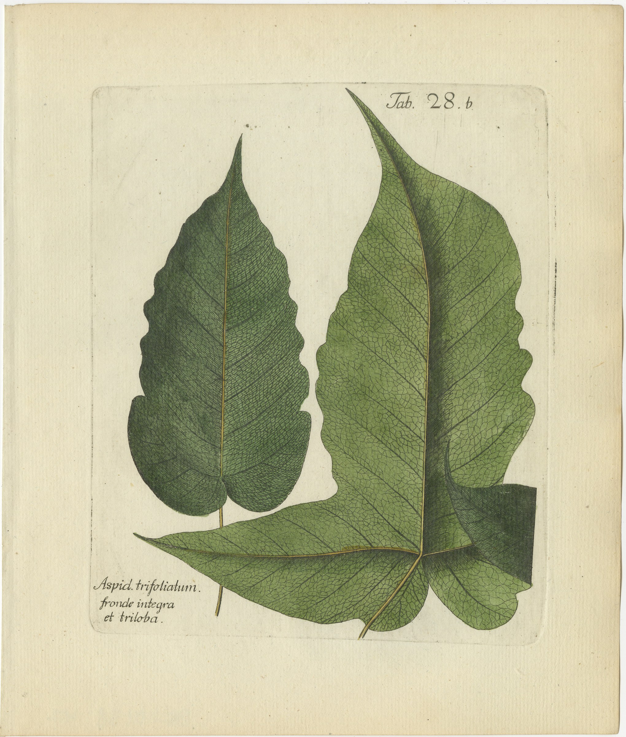 Antique Hand-Colored Fern Engraving, Aspidium trifoliatum, Plate 28b, 1806-1809