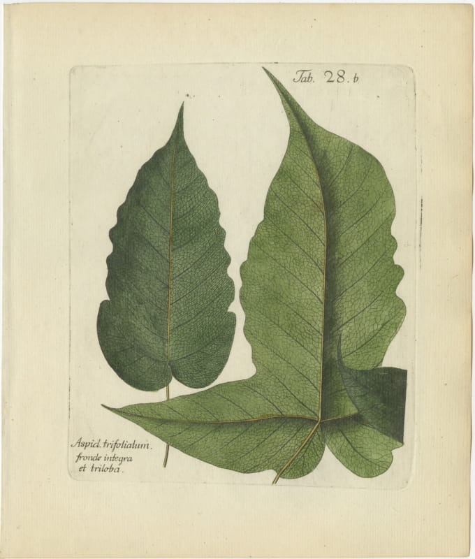 Antique Hand-Colored Fern Engraving, Aspidium trifoliatum, Plate 28b, 1806-1809