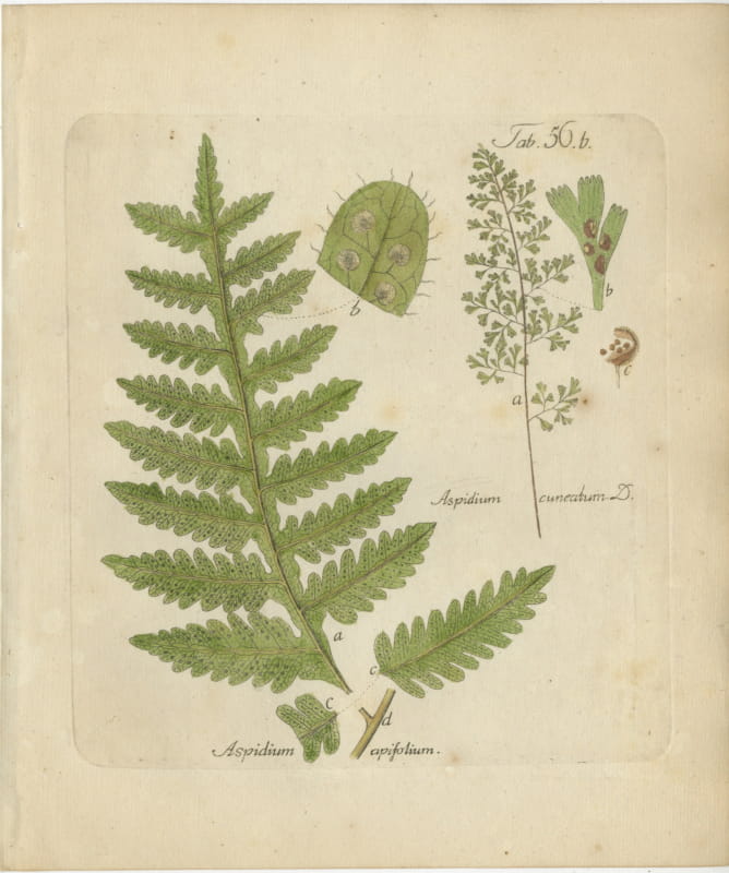 Original Antique Hand-Colored Fern Engraving, Aspidium apiifolium, 1806-1809