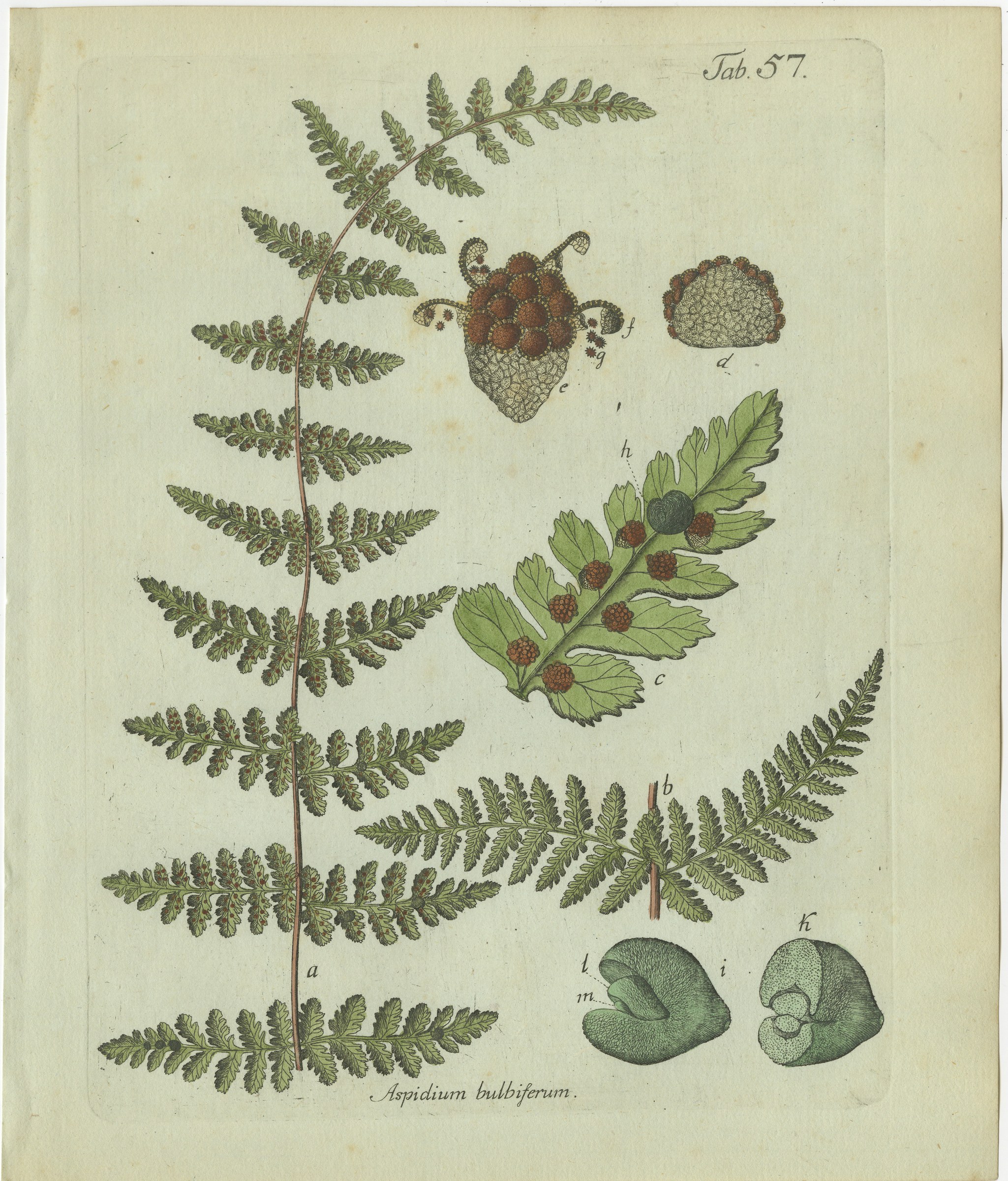 Decorative 19th Century Hand-Colored Fern Engraving, Bulblet Fern, 1806-1809