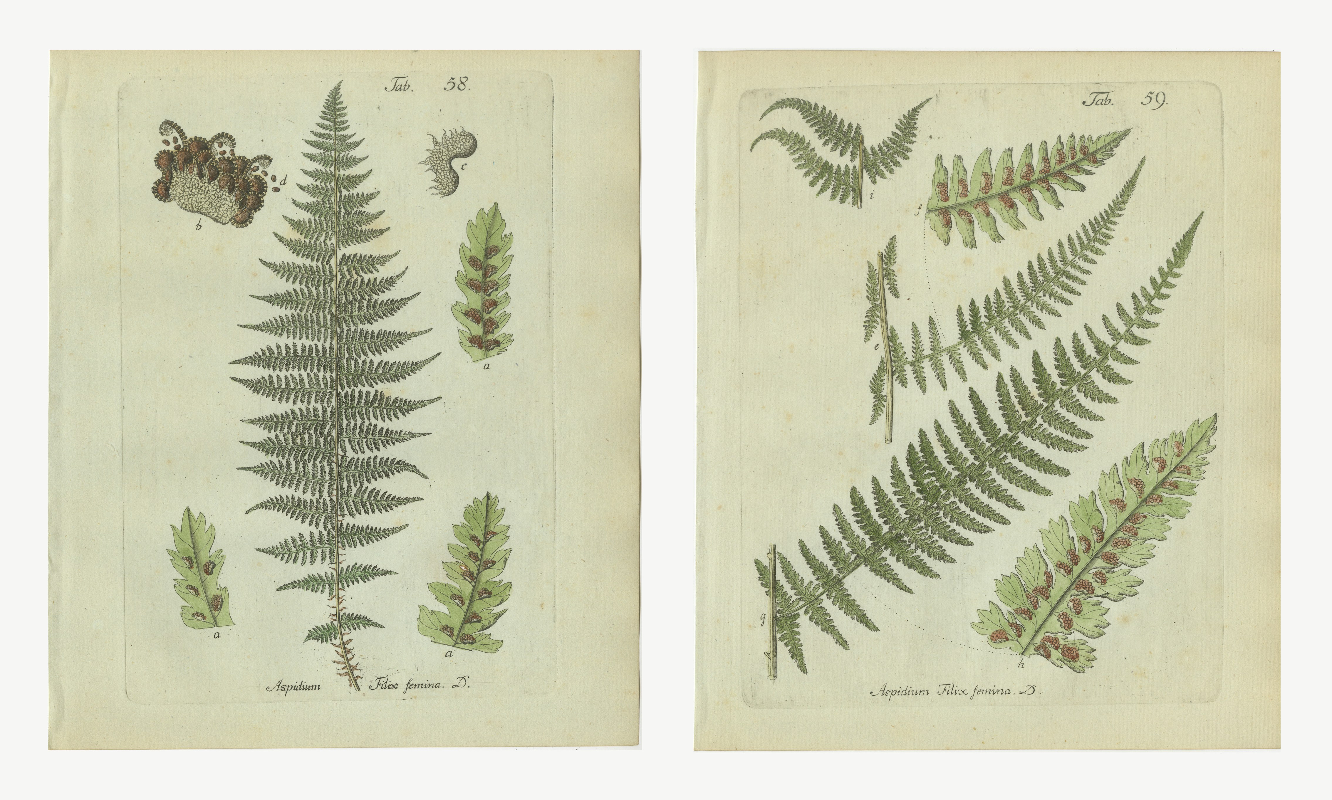 Set of 2 Original Antique Hand-Colored Fern Engravings, Lady Fern, 1806-1809