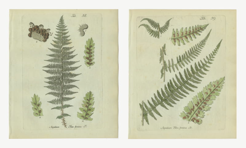 Set of 2 Original Antique Hand-Colored Fern Engravings, Lady Fern, 1806-1809