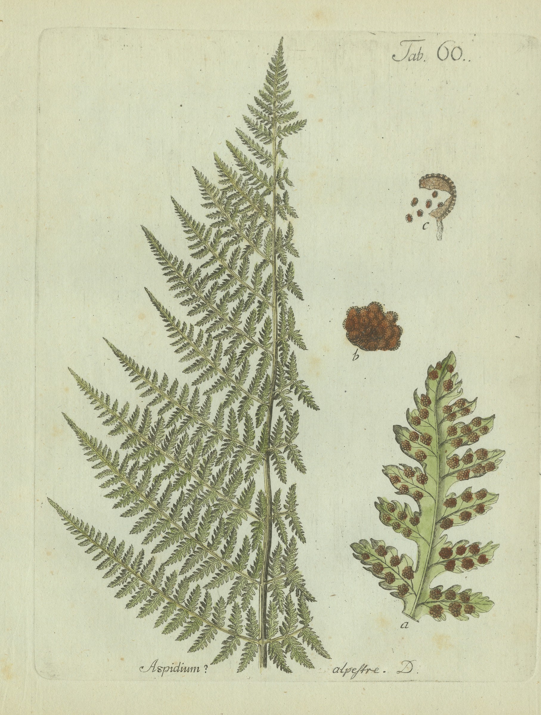 Elegant Antique Hand-Colored Botanical Fern Print, Aspidium alpestre, 1806-1809