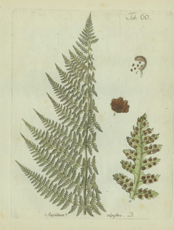 Elegant Antique Hand-Colored Botanical Fern Print, Aspidium alpestre, 1806-1809