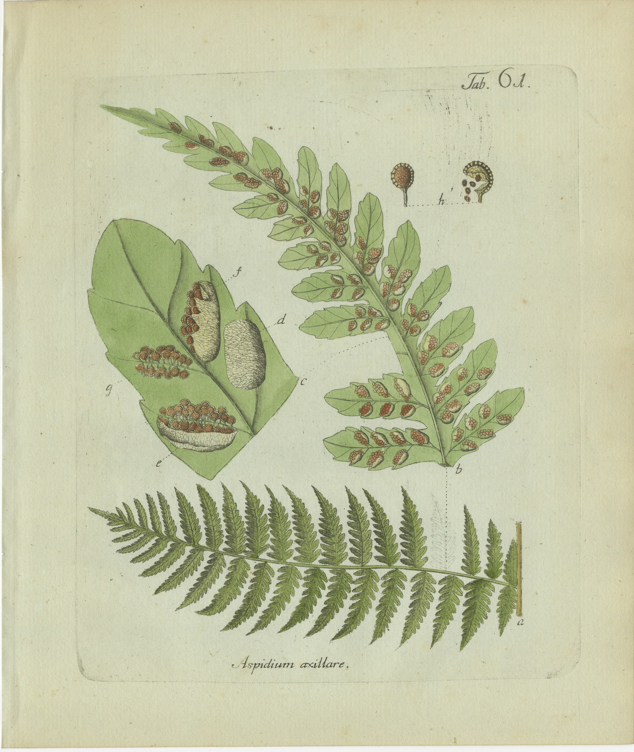 Original Antique Hand-Colored Fern Engraving, Aspidium axillare, 1806-1809