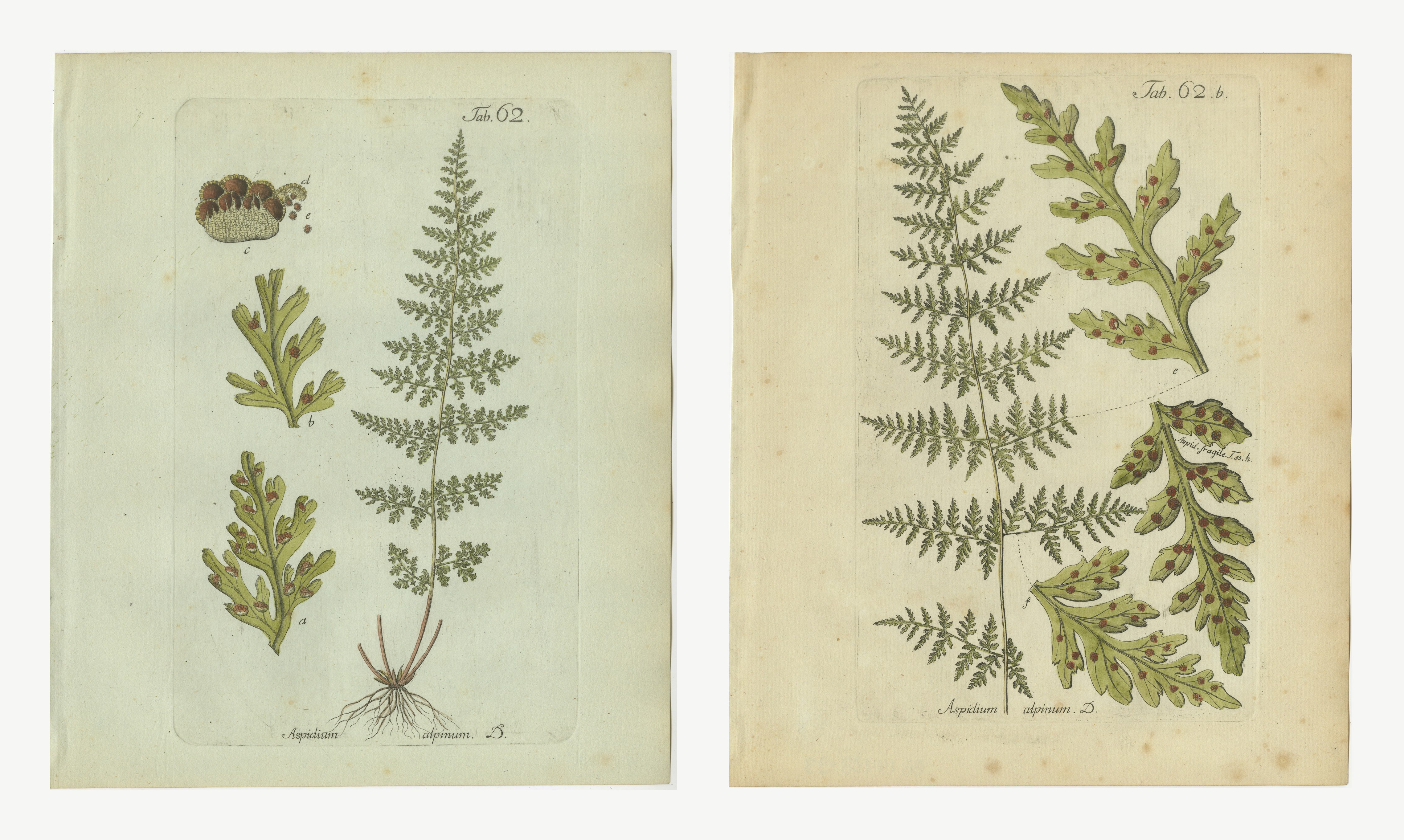 Set of 2 Elegant Antique Hand-Colored Fern Prints, Aspidium alpinum, 1806-1809