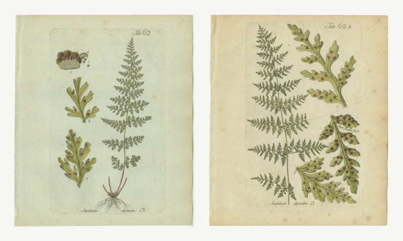 Set of 2 Elegant Antique Hand-Colored Fern Prints, Aspidium alpinum, 1806-1809