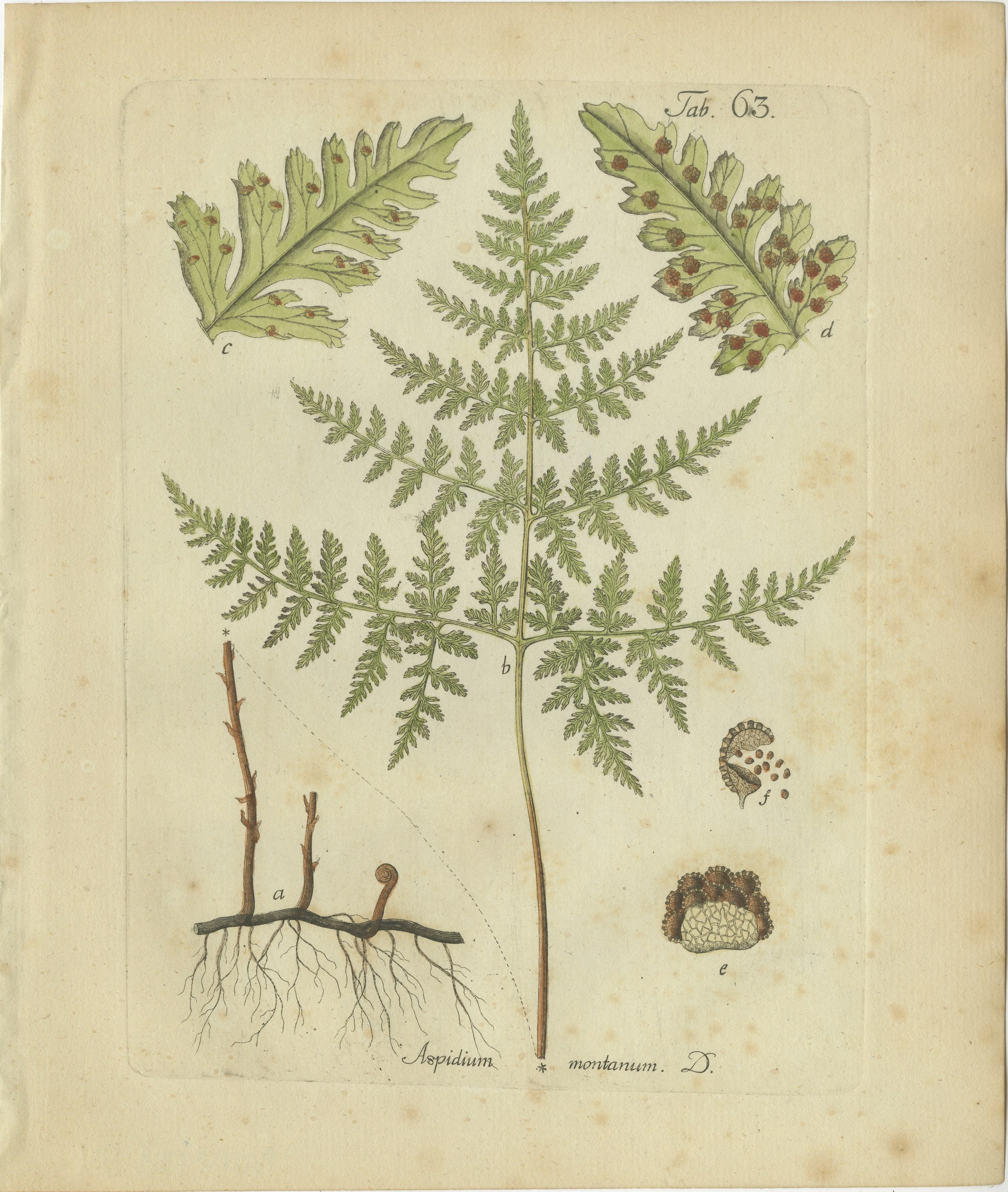 Antique Hand-Colored Fern Engraving by Schkuhr, Aspidium montanum, 1806-1809