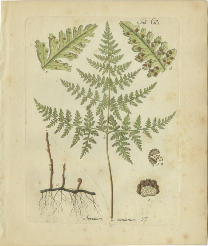Antique Hand-Colored Fern Engraving by Schkuhr, Aspidium montanum, 1806-1809