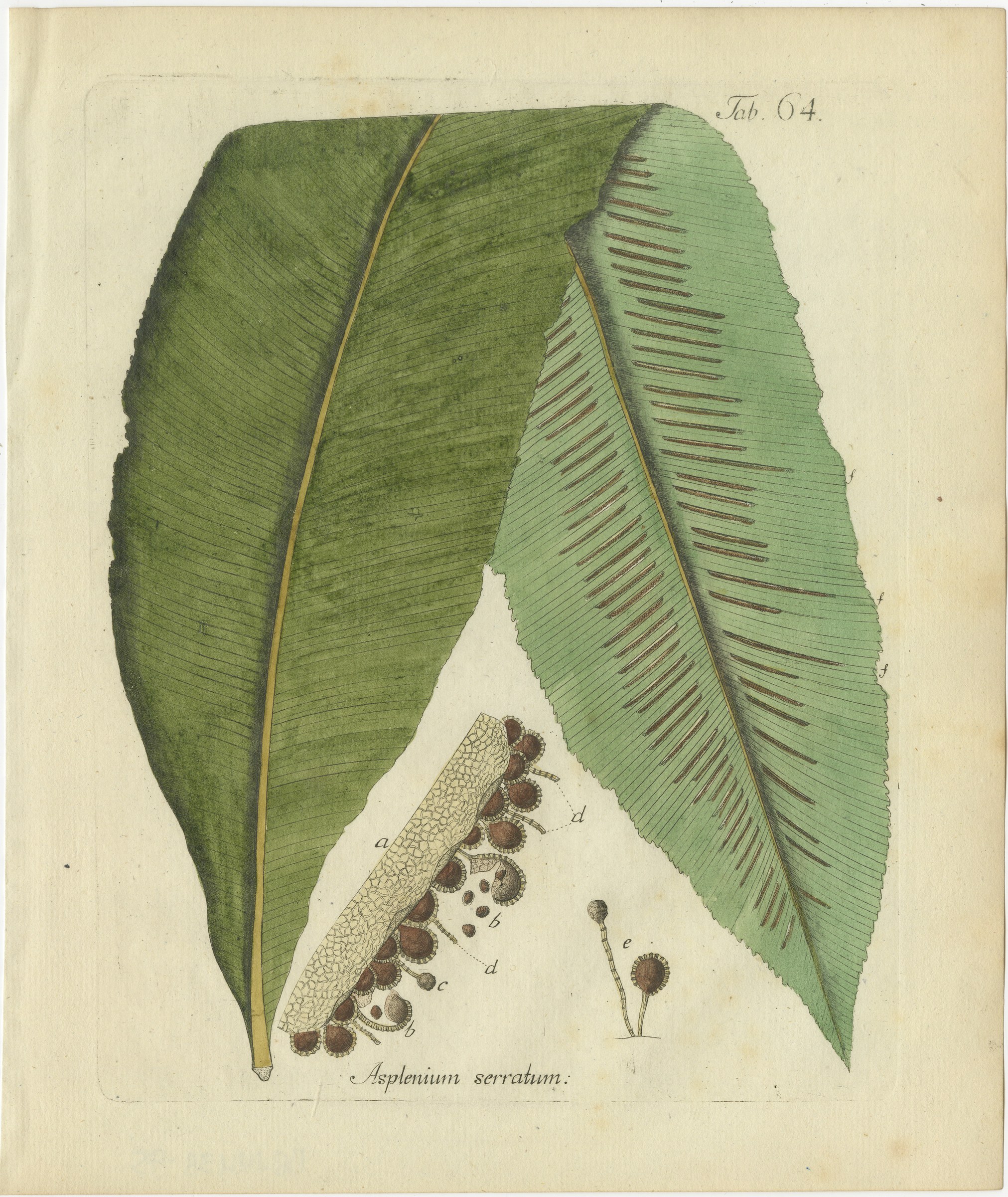 Elegant Antique Hand-Colored Botanical Fern Print, Asplenium serratum, 1806-1809